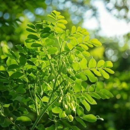 Miracle Tree Seeds