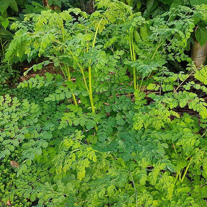 Miracle Tree Seeds