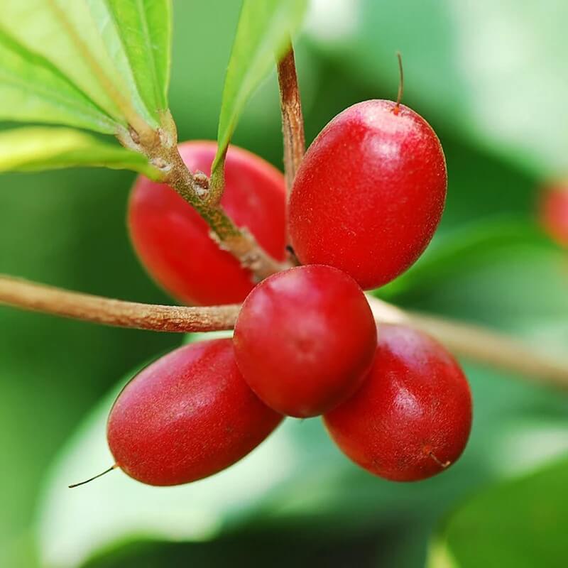Miracle berry seeds - Fruit Plant