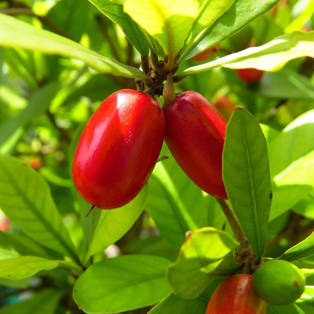 Miracle berry seeds - Fruit Plant