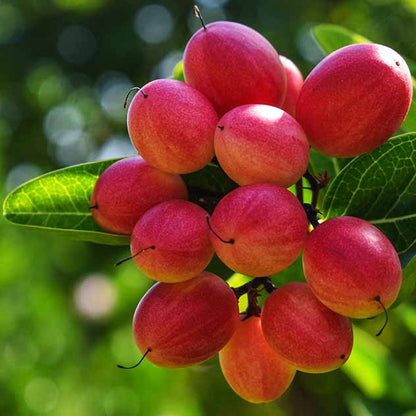 Miracle berry seeds - Fruit Plant