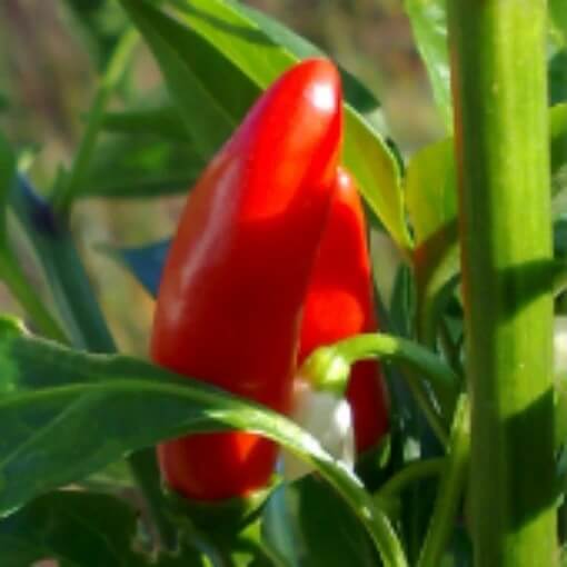 Mirasol Pepper Seeds - Vegetable Plant
