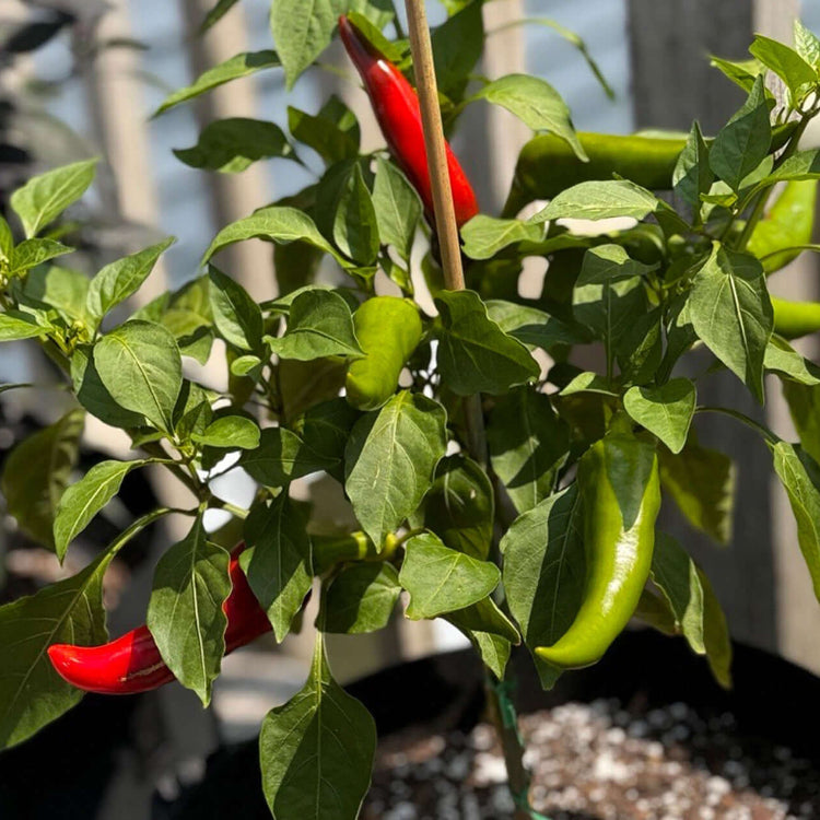 Mirasol Pepper Seeds - Vegetable Plant