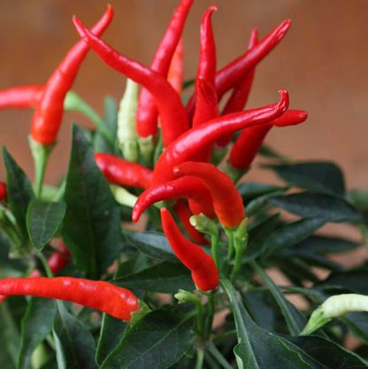Mirasol Pepper Seeds - Vegetable Plant