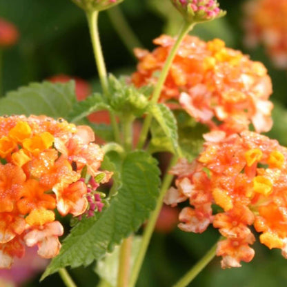 Miss Huff Lantana Seeds - Heirloom Flower Plant for Home Gardens