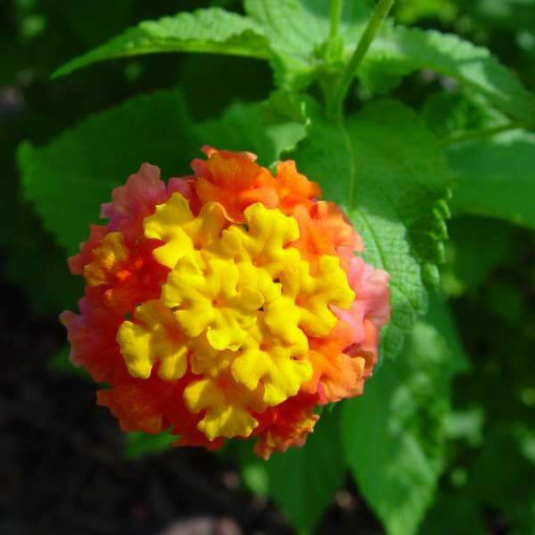 Miss Huff Lantana Seeds - Heirloom Flower Plant for Home Gardens