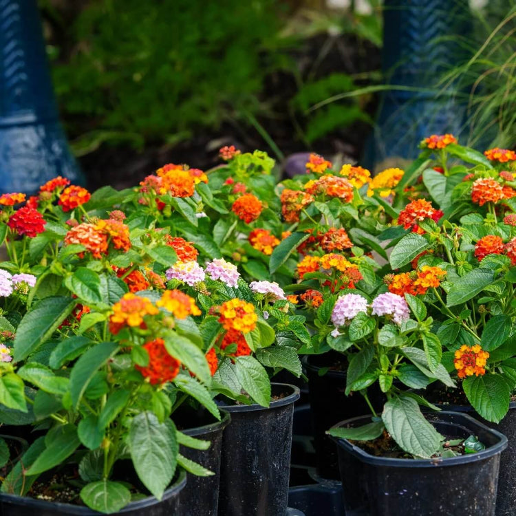 Miss Huff Lantana Seeds - Heirloom Flower Plant for Home Gardens