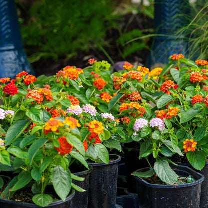 Miss Huff Lantana Seeds - Heirloom Flower Plant for Home Gardens