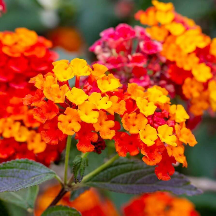 Miss Huff Lantana Seeds - Heirloom Flower Plant for Home Gardens