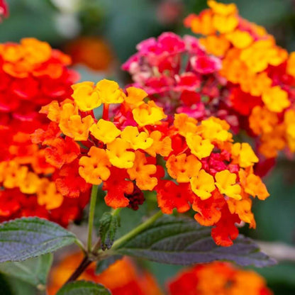 Miss Huff Lantana Seeds - Heirloom Flower Plant for Home Gardens