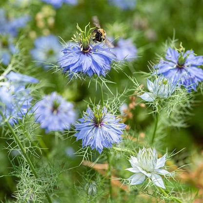 Miss Jekyll Mix Love-in-a-Mist Seeds - Heirloom Flower Plant for Home Gardens