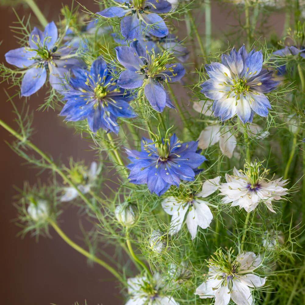 Miss Jekyll Mix Love-in-a-Mist Seeds - Heirloom Flower Plant for Home Gardens