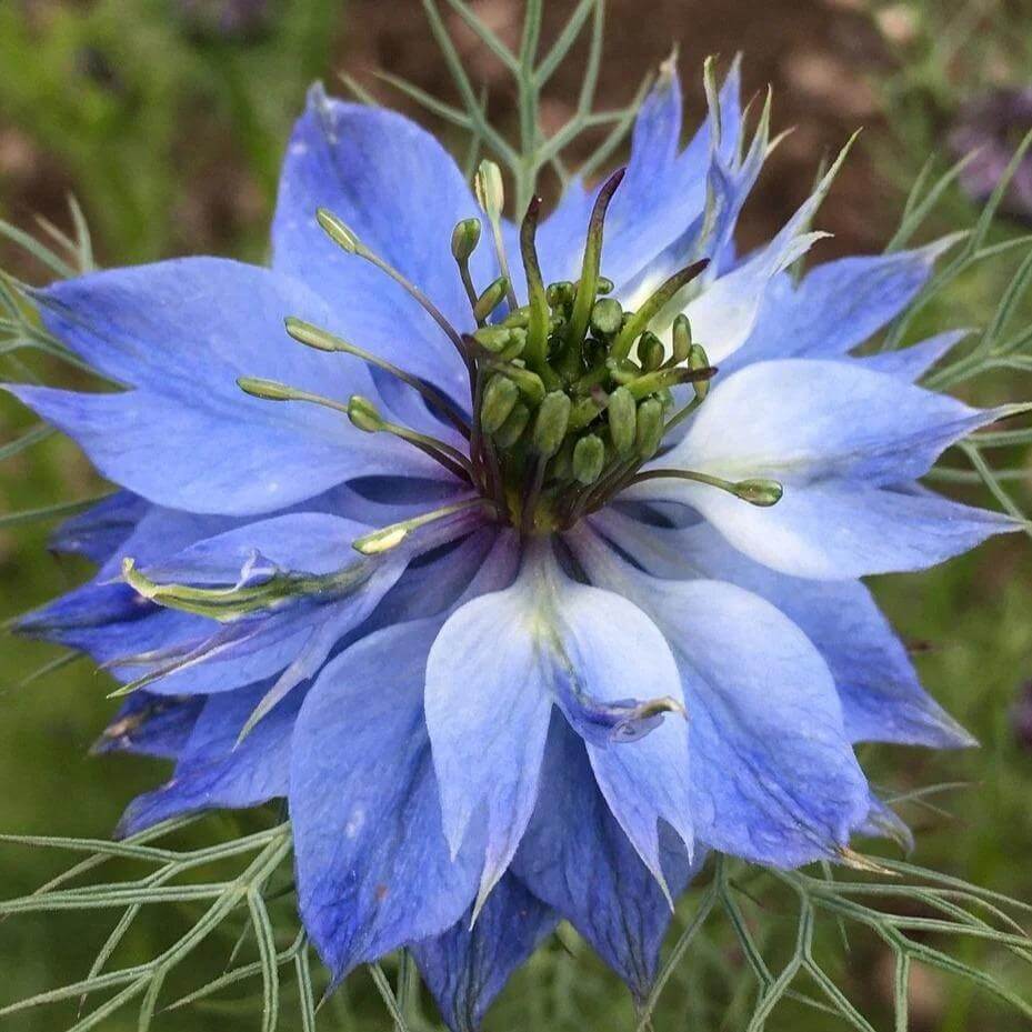 Miss Jekyll Mix Love-in-a-Mist Seeds - Heirloom Flower Plant for Home Gardens
