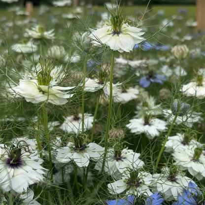Miss Jekyll White Love-in-a-Mist Seeds - Heirloom Flower Plant for Home Gardens