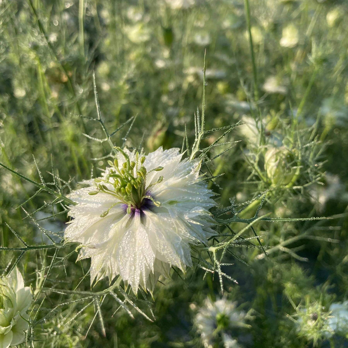 Miss Jekyll White Love-in-a-Mist Seeds - Heirloom Flower Plant for Home Gardens