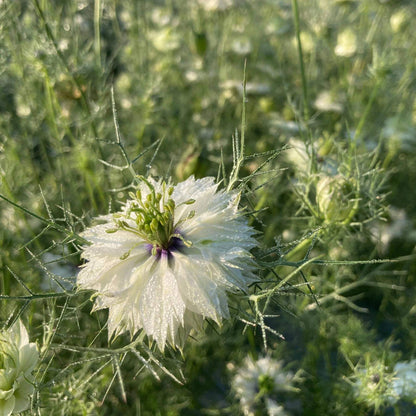 Miss Jekyll White Love-in-a-Mist Seeds - Heirloom Flower Plant for Home Gardens