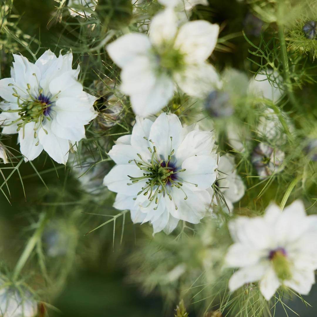 Miss Jekyll White Love-in-a-Mist Seeds - Heirloom Flower Plant for Home Gardens