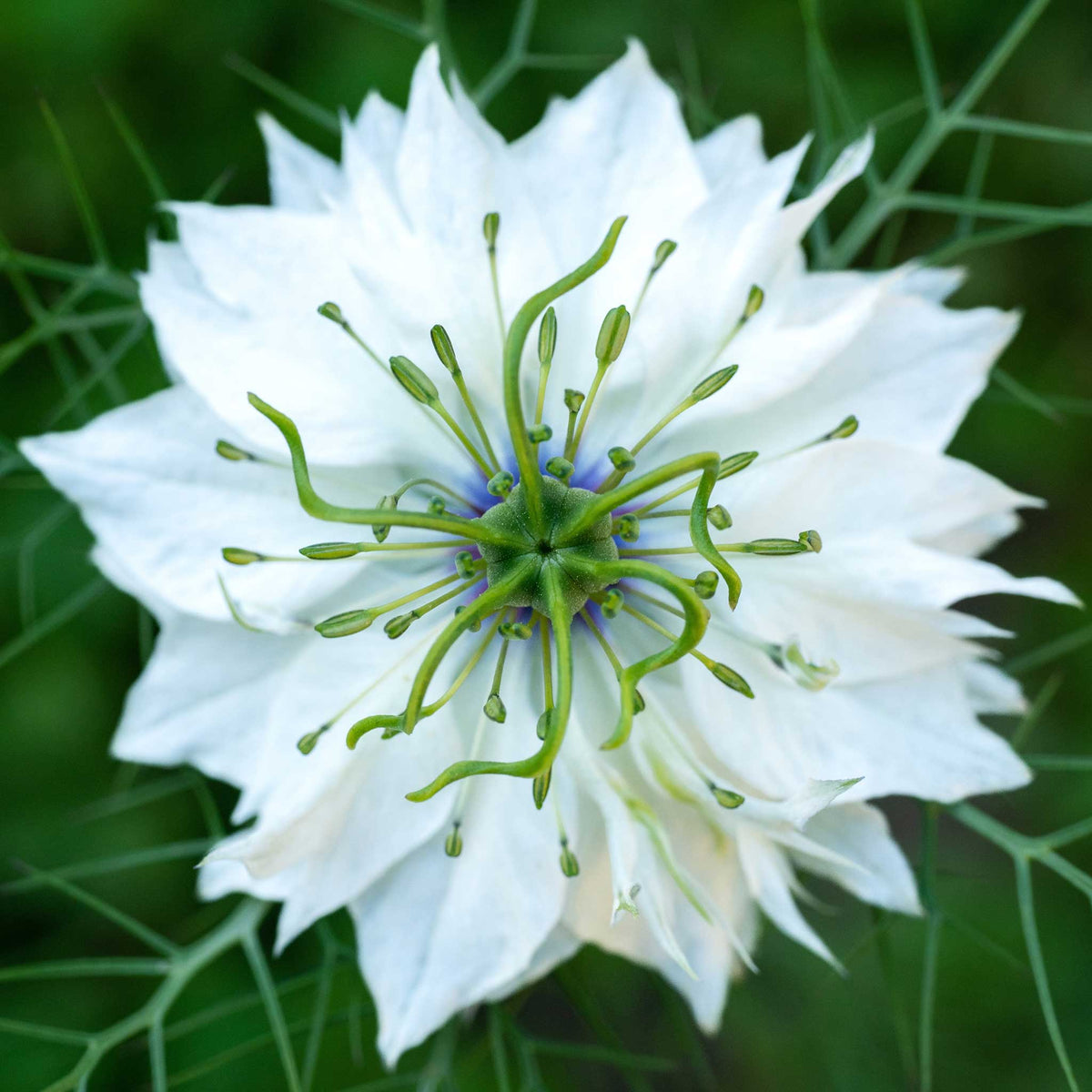 Miss Jekyll White Love-in-a-Mist Seeds - Heirloom Flower Plant for Home Gardens