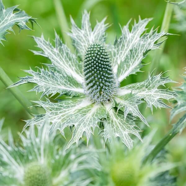 Miss Willmott’s Ghost Seeds