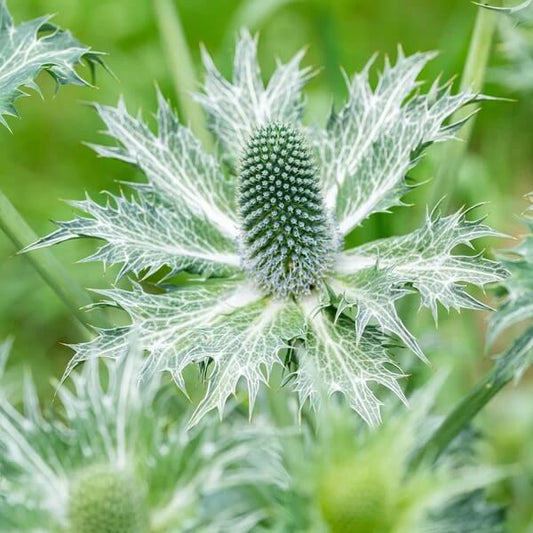 Miss Willmott’s Ghost Seeds