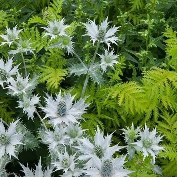Miss Willmott’s Ghost Seeds