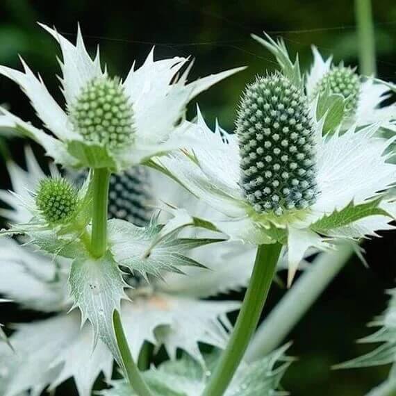 Miss Willmott’s Ghost Seeds