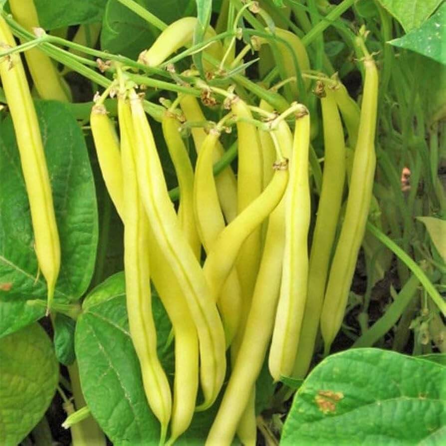 Missouri Wonder Bean Seeds - Heirloom Vegetable Plant for Home Gardens