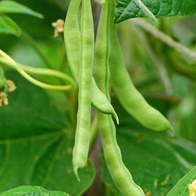 Missouri Wonder Bean Seeds - Heirloom Vegetable Plant for Home Gardens