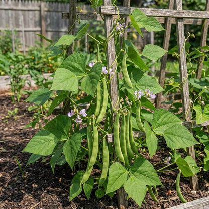 Missouri Wonder Bean Seeds - Heirloom Vegetable Plant for Home Gardens