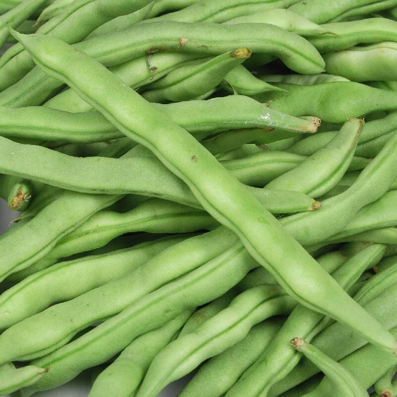 Missouri Wonder Pole Bean Seeds 