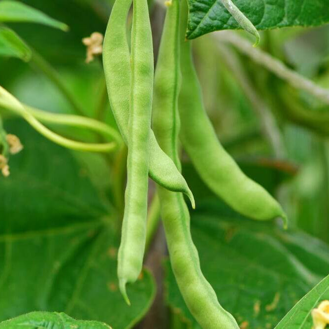 Missouri Wonder Pole Bean Seeds 