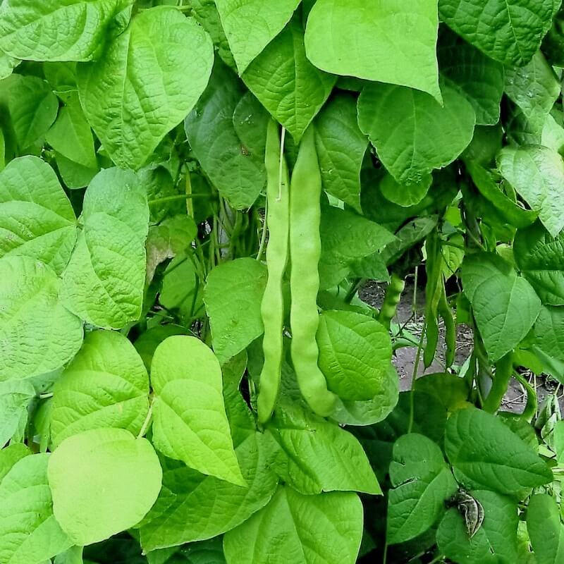 Missouri Wonder Pole Bean Seeds 