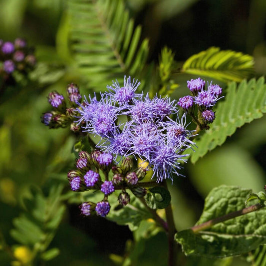 Mistflower Seeds - Flower Plant for Home Gardens