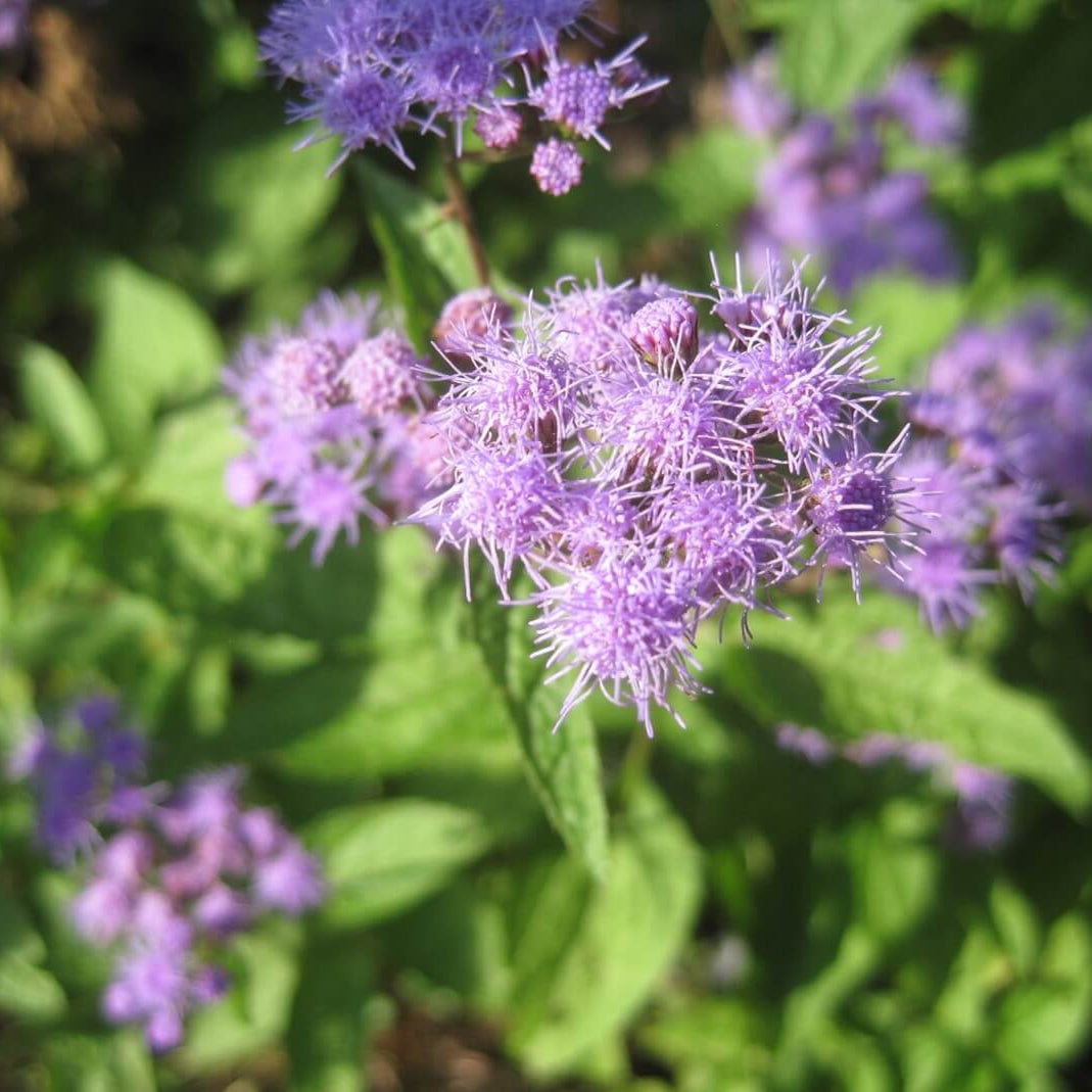 Mistflower Seeds - Flower Plant for Home Gardens