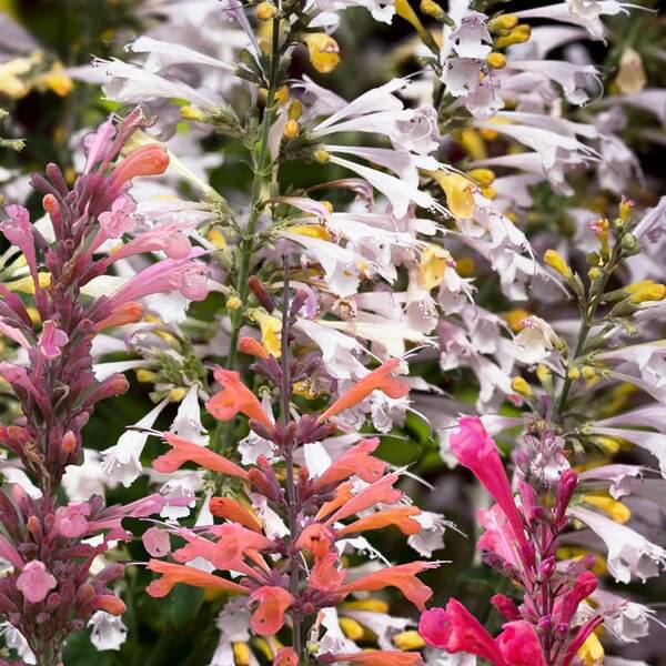 Mix Agastache Seeds 