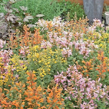 Mix Agastache Seeds 