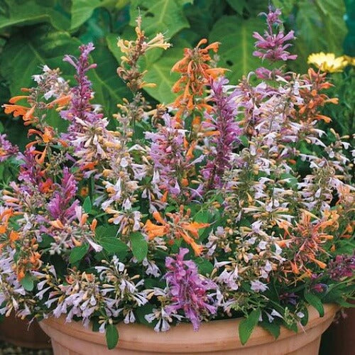 Mix Agastache Seeds 
