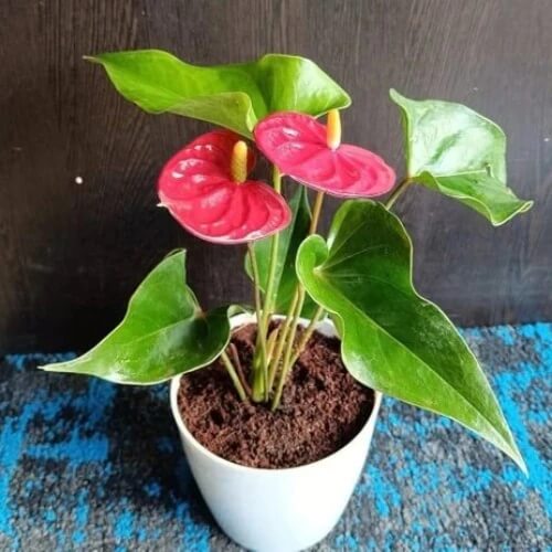 Mix Anthurium Seeds