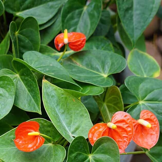 Mix Anthurium Seeds