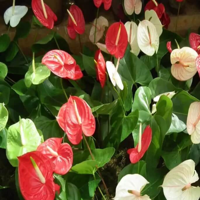 Mix Anthurium Seeds