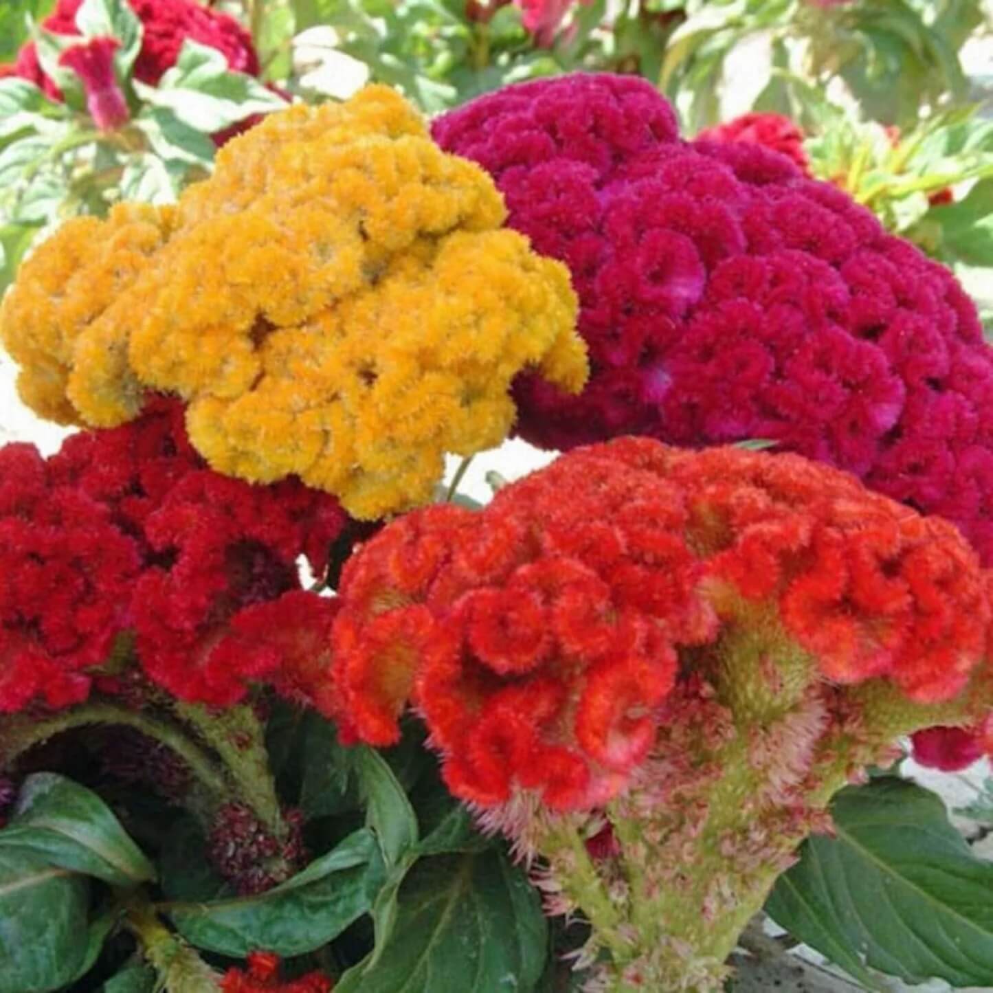 Mix Cockscomb Seeds 