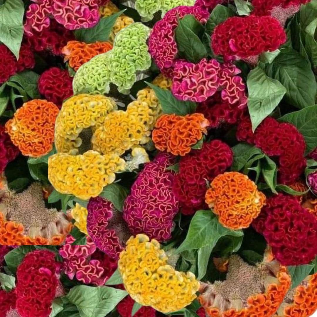 Mix Cockscomb Seeds 