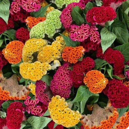 Mix Cockscomb Seeds 