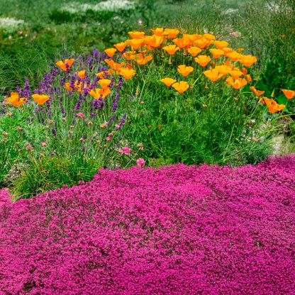 Mix Creeping Thyme Seeds - Flower Plant