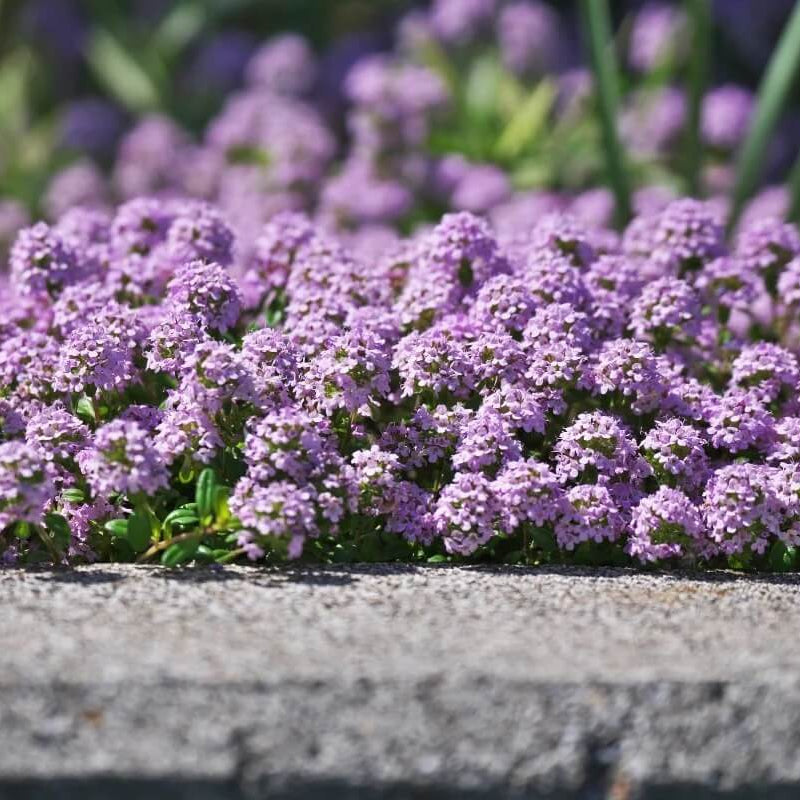 Mix Creeping Thyme Seeds - Flower Plant