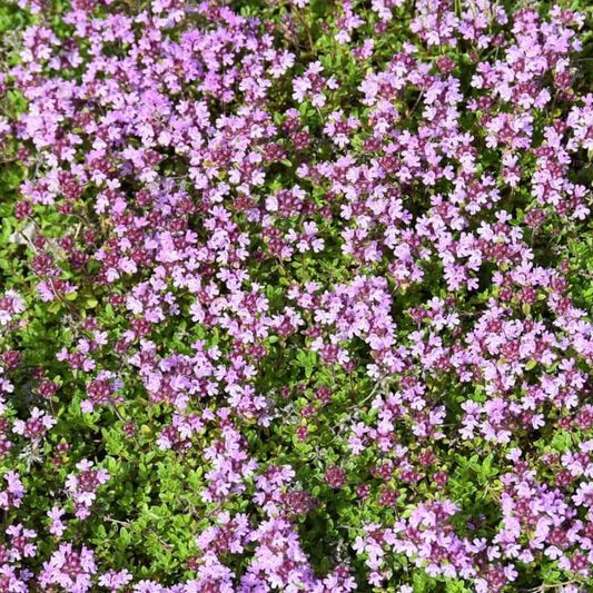 Mix Creeping Thyme Seeds - Flower Plant
