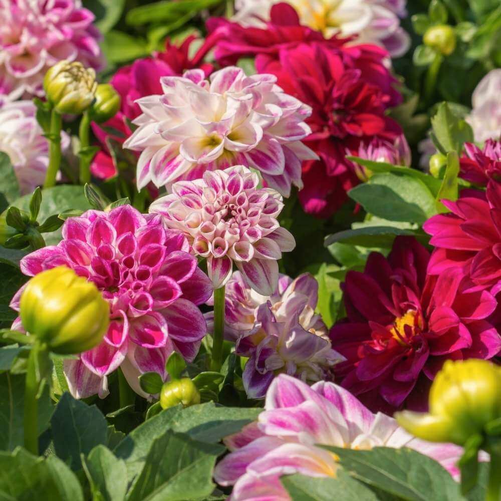 Mix Dahlia Seeds - Heirloom Flower Plant for Home Gardens