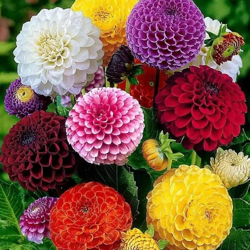 Mix Dahlia Seeds - Heirloom Flower Plant for Home Gardens