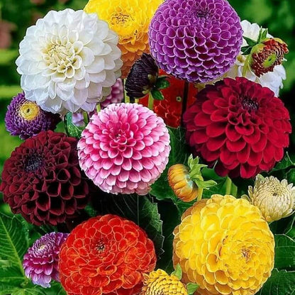 Mix Dahlia Seeds - Heirloom Flower Plant for Home Gardens