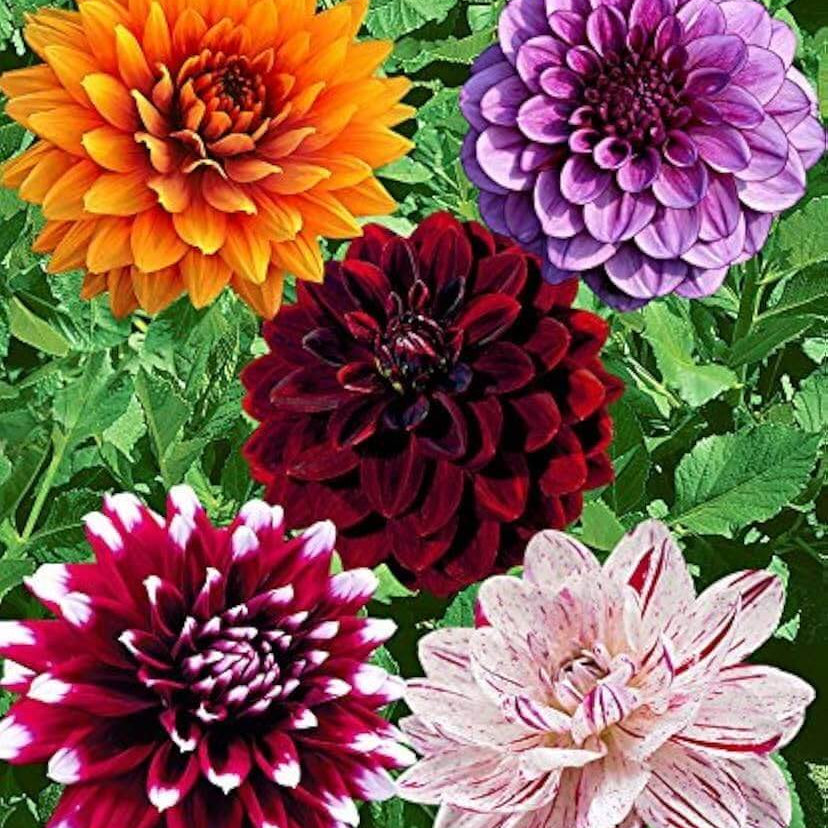 Mix Dahlia Seeds - Heirloom Flower Plant for Home Gardens
